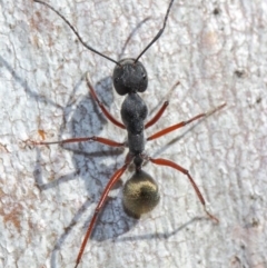 Camponotus suffusus at Acton, ACT - 31 May 2019