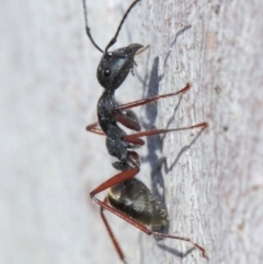 Camponotus suffusus at Acton, ACT - 31 May 2019