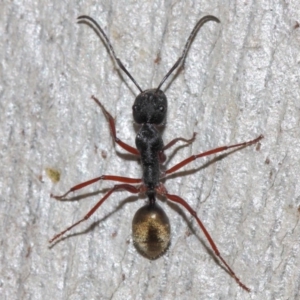 Camponotus suffusus at Acton, ACT - 31 May 2019 09:53 AM