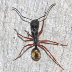 Camponotus suffusus at Acton, ACT - 31 May 2019 09:53 AM