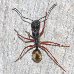 Camponotus suffusus at Acton, ACT - 31 May 2019 09:53 AM