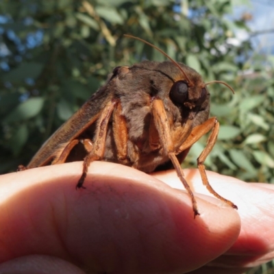 Abantiades (genus) (A Swift or Ghost moth) at Wollondilly Local Government Area - 30 Mar 2019 by RobParnell