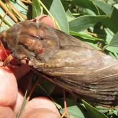 Abantiades (genus) at Wollondilly Local Government Area - 30 Mar 2019