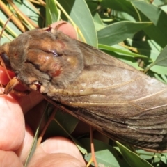 Abantiades (genus) at Wollondilly Local Government Area - 30 Mar 2019 04:45 PM