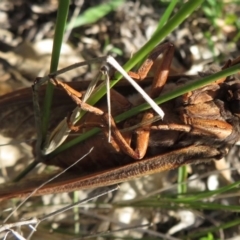 Abantiades (genus) at Wollondilly Local Government Area - 30 Mar 2019 04:45 PM