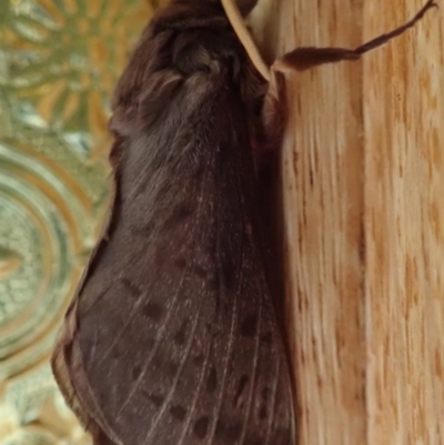 Oxycanus silvanus (Pale Oxycanus) at Spence, ACT - 10 Jun 2019 by Laserchemisty