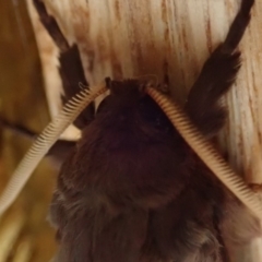 Oxycanus silvanus at Spence, ACT - 10 Jun 2019