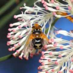 Microtropesa sp. (genus) (Tachinid fly) at Hackett, ACT - 27 Apr 2019 by TimL