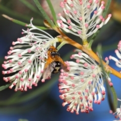 Microtropesa sp. (genus) at Hackett, ACT - 27 Apr 2019