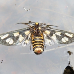 Amata (genus) at Blue Mountains National Park, NSW - 27 Mar 2019 12:17 PM