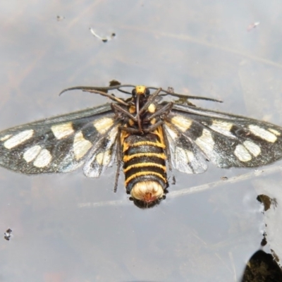 Amata (genus) (Handmaiden Moth) at Blue Mountains National Park, NSW - 27 Mar 2019 by RobParnell