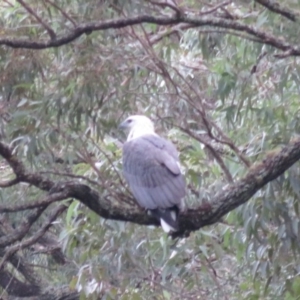 Haliaeetus leucogaster at Blue Mountains National Park, NSW - 27 Mar 2019