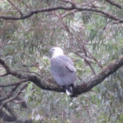 Haliaeetus leucogaster (White-bellied Sea-Eagle) at Wollondilly Local Government Area - 26 Mar 2019 by RobParnell