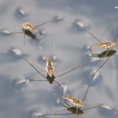 Tenagogerris euphrosyne (Water Strider) at Wollondilly Local Government Area - 27 Mar 2019 by RobParnell