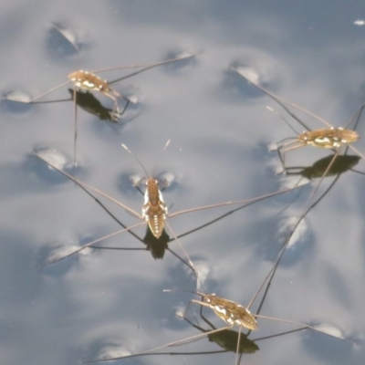 Tenagogerris euphrosyne (Water Strider) at Wollondilly Local Government Area - 27 Mar 2019 by RobParnell