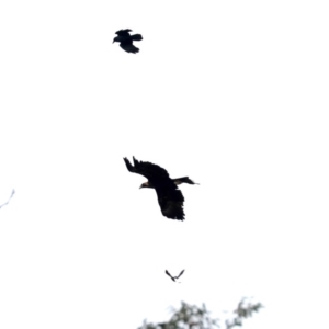 Aquila audax at Majura, ACT - 10 Jun 2019 11:47 AM