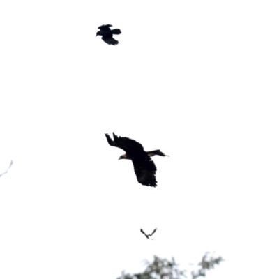 Aquila audax (Wedge-tailed Eagle) at Majura, ACT - 10 Jun 2019 by jb2602