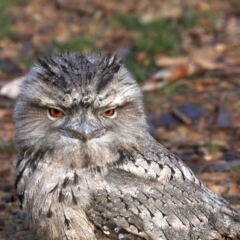 Podargus strigoides (Tawny Frogmouth) at Mount Ainslie - 8 Jun 2019 by jb2602