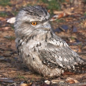 Podargus strigoides at Majura, ACT - 9 Jun 2019