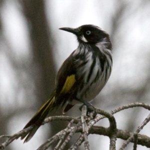 Phylidonyris novaehollandiae at Fyshwick, ACT - 3 Jun 2019