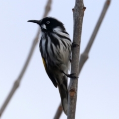 Phylidonyris novaehollandiae at Fyshwick, ACT - 3 Jun 2019