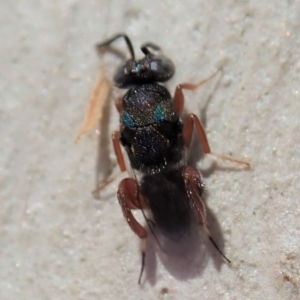 Chalcididae (family) at Cook, ACT - 18 Mar 2019