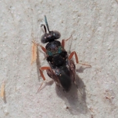 Chalcididae (family) at Cook, ACT - 18 Mar 2019