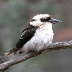 Dacelo novaeguineae (Laughing Kookaburra) at Ainslie, ACT - 10 Jun 2019 by jbromilow50