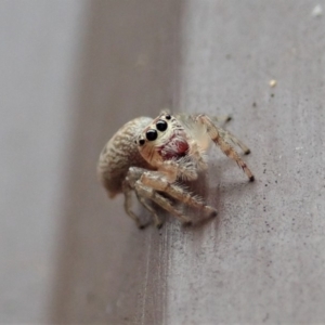 Opisthoncus grassator at Cook, ACT - 23 Mar 2019