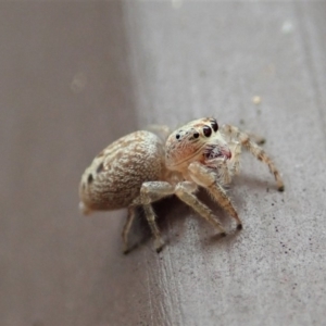 Opisthoncus grassator at Cook, ACT - 23 Mar 2019