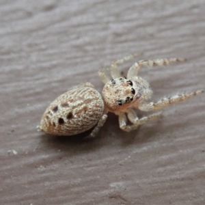 Opisthoncus grassator at Cook, ACT - 23 Mar 2019