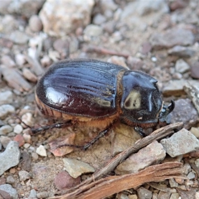 Dasygnathus sp. (Rhinoceros beetle) at Dunlop, ACT - 26 Mar 2019 by CathB