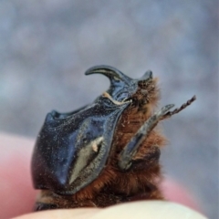 Dasygnathus sp. (genus) at Dunlop, ACT - 26 Mar 2019