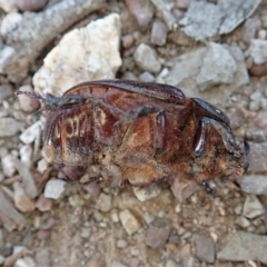 Dasygnathus sp. (genus) at Dunlop, ACT - 26 Mar 2019