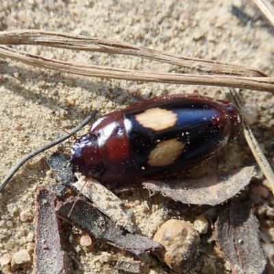 Sphallomorpha sp. (genus) (Unidentified Sphallomorpha ground beetle) at Cook, ACT - 10 Mar 2019 by CathB