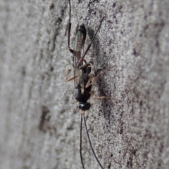 Ichneumonidae (family) (Unidentified ichneumon wasp) at Mount Painter - 16 Mar 2019 by CathB