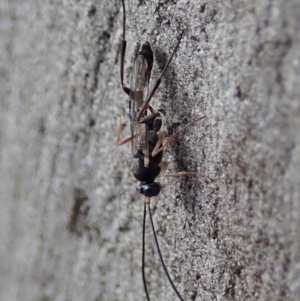 Ichneumonidae (family) at Cook, ACT - 16 Mar 2019