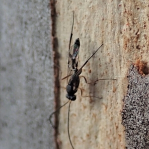 Ichneumonidae (family) at Cook, ACT - 16 Mar 2019