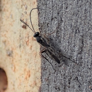 Ichneumonidae (family) at Cook, ACT - 16 Mar 2019