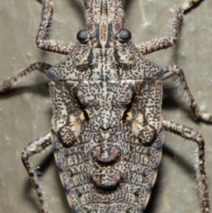Alcaeus varicornis (Acacia shield bug) at ANBG - 7 Jun 2019 by TimL
