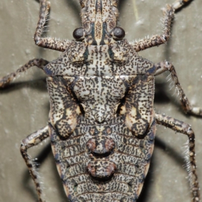 Alcaeus varicornis (Acacia shield bug) at Hackett, ACT - 7 Jun 2019 by TimL