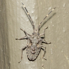 Alcaeus varicornis at Hackett, ACT - 7 Jun 2019