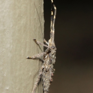 Alcaeus varicornis at Hackett, ACT - 7 Jun 2019 12:05 PM