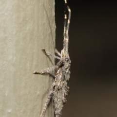 Alcaeus varicornis at Hackett, ACT - 7 Jun 2019