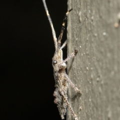 Alcaeus varicornis at Hackett, ACT - 7 Jun 2019 12:05 PM