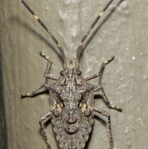 Alcaeus varicornis at Hackett, ACT - 7 Jun 2019 12:05 PM