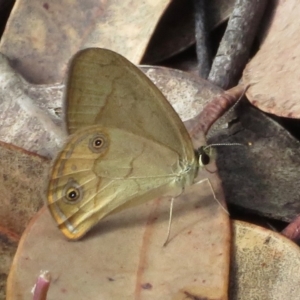 Hypocysta metirius at Blue Mountains National Park - 23 Mar 2019 09:41 AM
