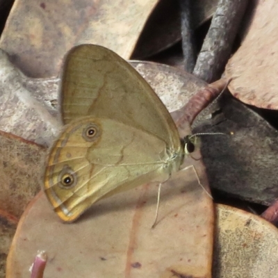 Hypocysta metirius (Brown Ringlet) at Wollondilly Local Government Area - 22 Mar 2019 by RobParnell