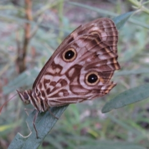 Geitoneura acantha at Blue Mountains National Park, NSW - 1 Apr 2019