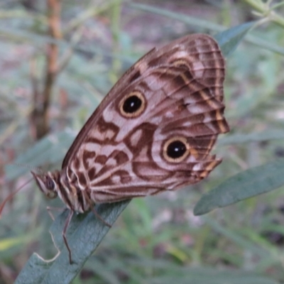 Geitoneura acantha (Ringed Xenica) at Nattai National Park - 31 Mar 2019 by RobParnell